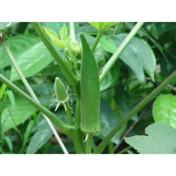 Lady Finger (14)-250690-29315.webp